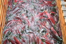 鮭魚集體孵化場用的設備(紅大馬哈魚)